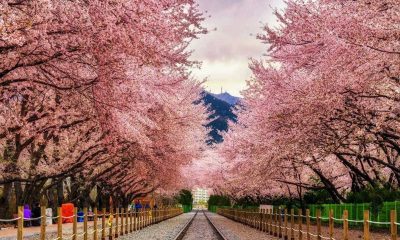 Công viên Yeouido mùa Hoa Anh Đào